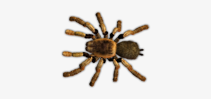 A Spider - Tarantula Poison, transparent png download