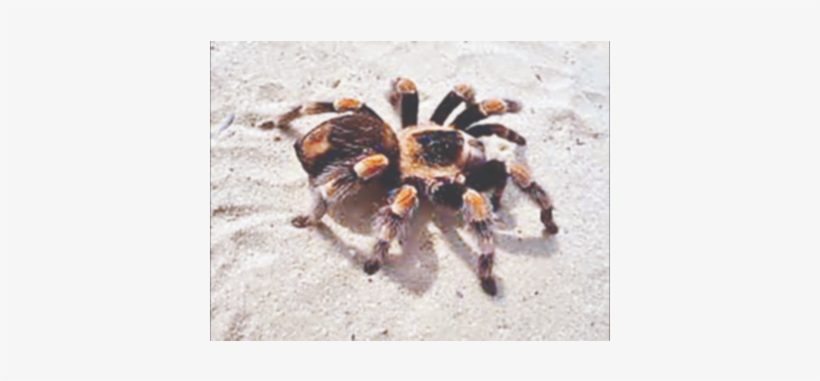Smithi Tarantula, transparent png download