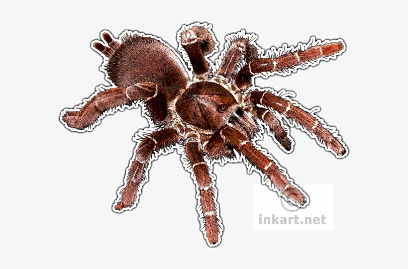 King Baboon Tarantula Decal - Types Of Baboons Tarantula, transparent png download