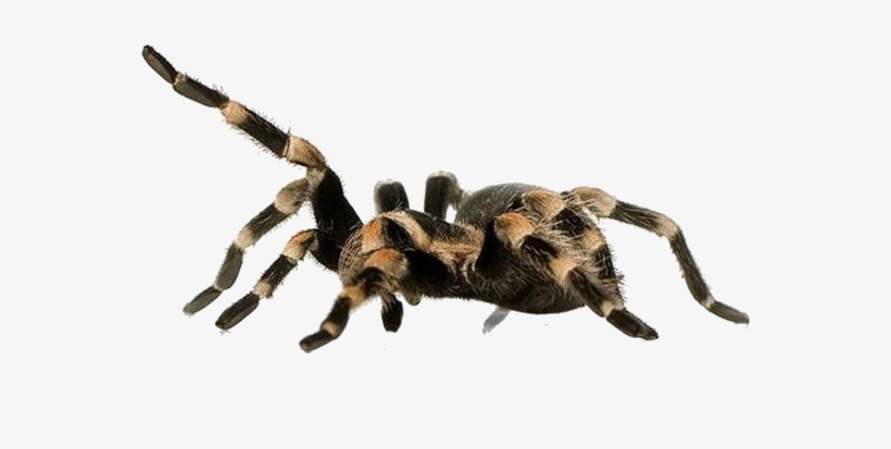Tarantula - Animals On White Backgrounds, transparent png download