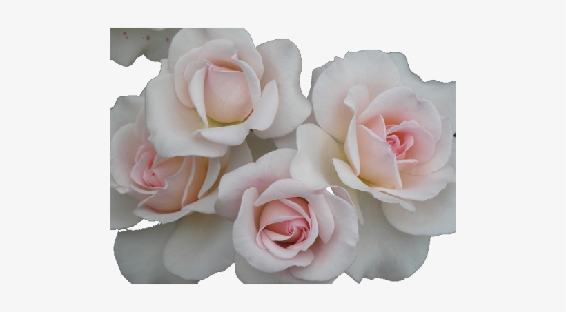 Love Pretty White Gorgeous Flower Flowers Pink Nature - Transparent Pastel Love, transparent png download