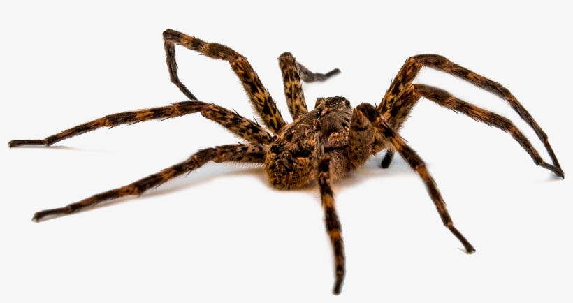 Wold Spider - Peter And The Pumpkin Patch [book], transparent png download