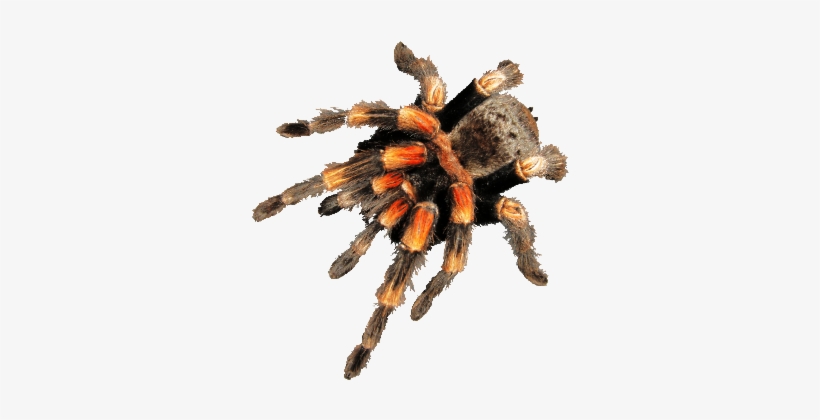 Saturday 16th Feb 2019, 11-4pm - Brachypelma Hamorii, transparent png download