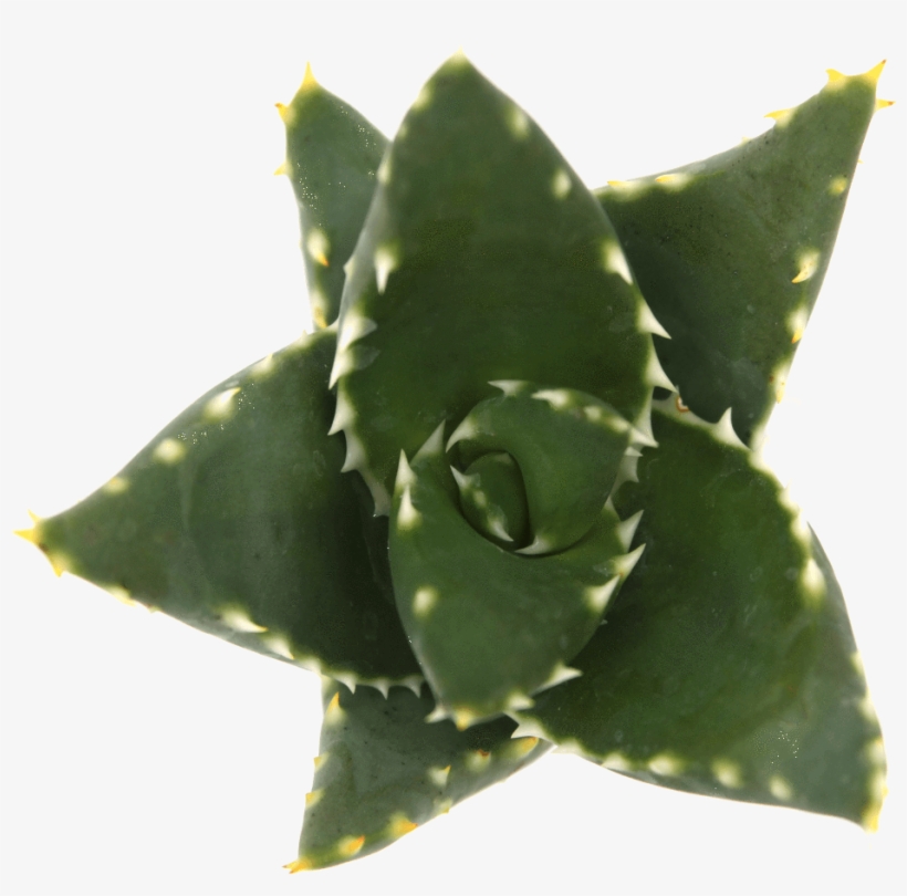 Aloe Distans 'gold Teeth' - Aloe Perfoliata, transparent png download