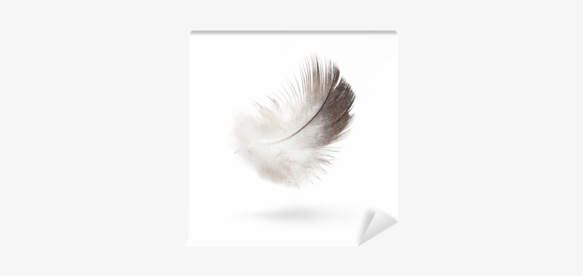 Art Dove White Feathers Isolated On White Background - Eyelash Extensions, transparent png download