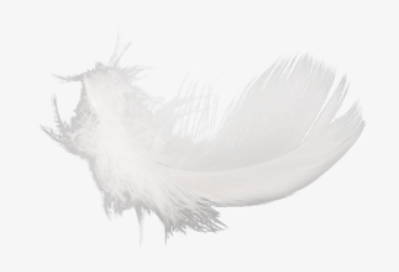 Free Png Feather Png Images Transparent - Feathers Png White, transparent png download