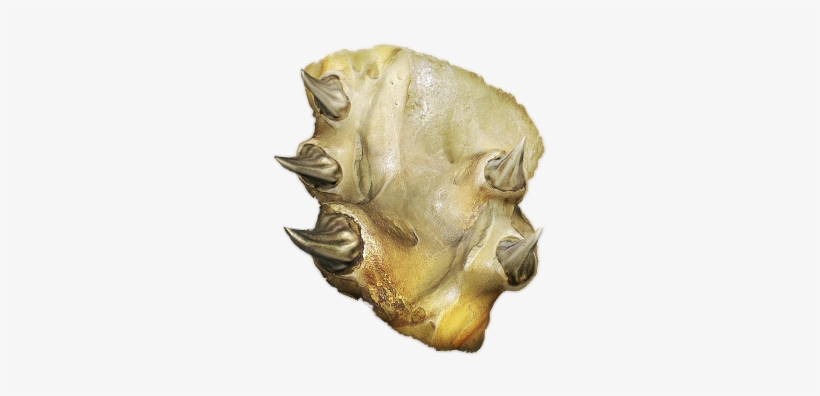 Ahamkara Scale Icon - Ahamkara Scale, transparent png download