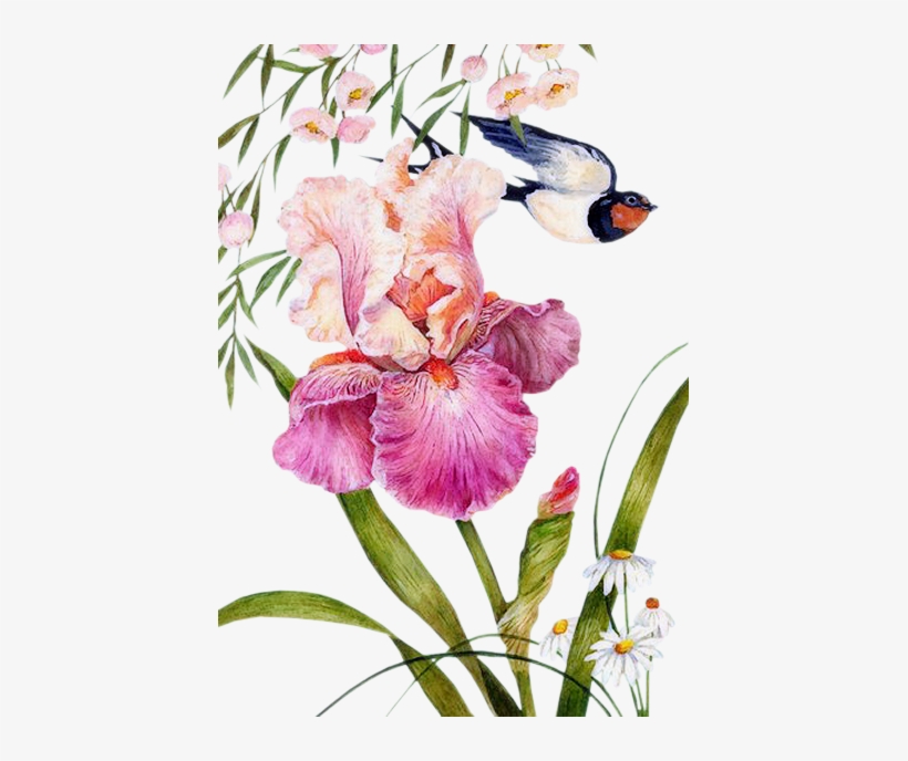 Iris - Watercolor Painting, transparent png download