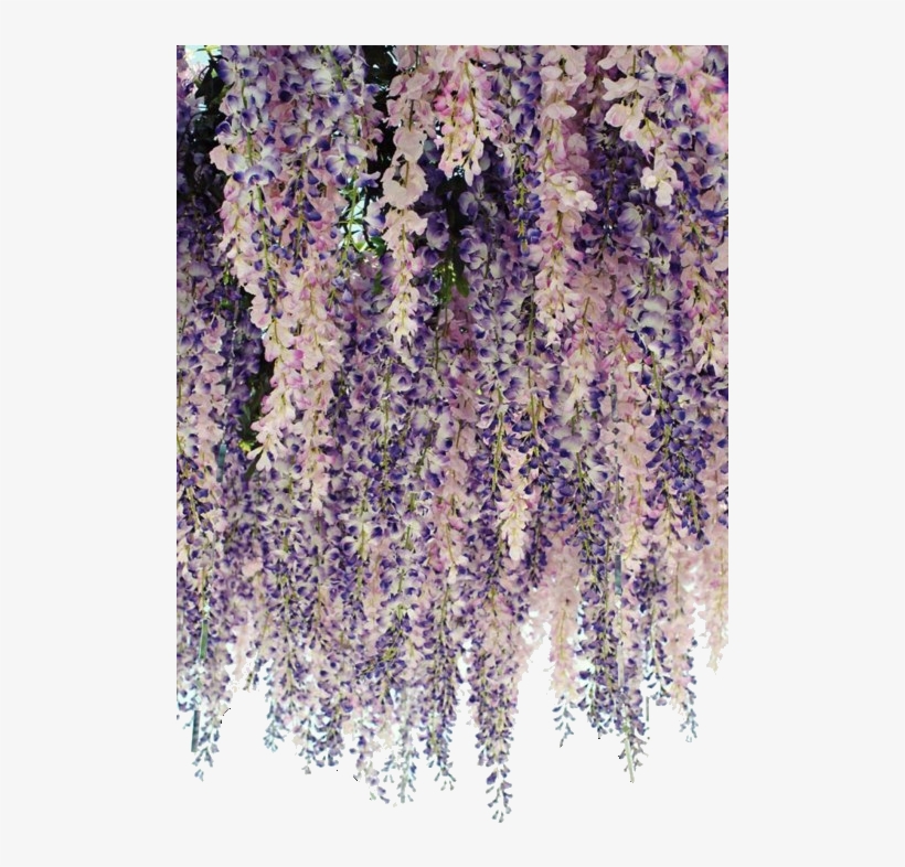 Delphinium Drawing Wisteria - Curtain Made Of Flowers, transparent png download