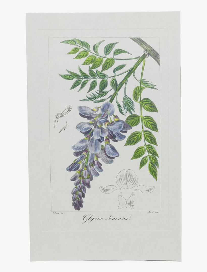 Picture Of Wisteria Herbier Général De L'amateur - Wisteria Botanical Drawing, transparent png download