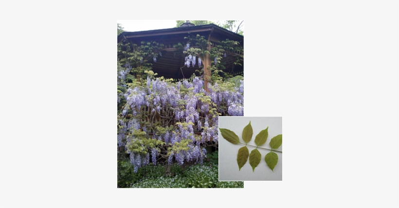 Pdm Trees Wisteria - Japanese Wisteria, transparent png download