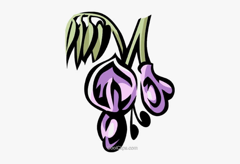 Wisteria Royalty Free Vector Clip Art Illustration, transparent png download