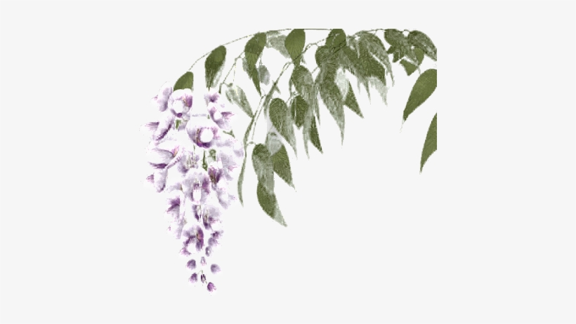 Whisteria32 500 X - Wisteria, transparent png download