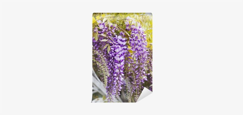Wisteria, transparent png download