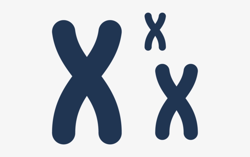 High-quality Sequencing For Genomes, Transcriptomes - Illustration, transparent png download
