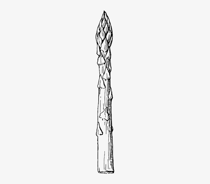 Asparagus, Vegetable, Green, Violet, White, Delicious - Clip Art Asparagus Black And White, transparent png download