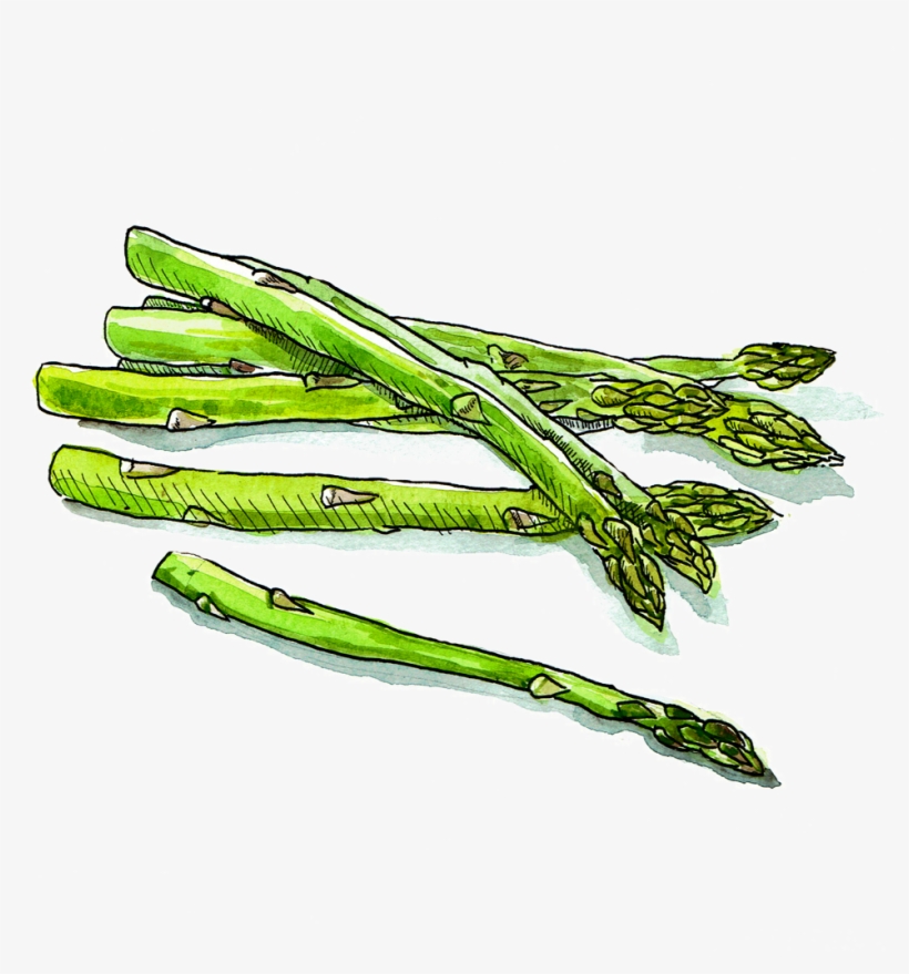 4 Asparagus White Background - Garden Asparagus, transparent png download