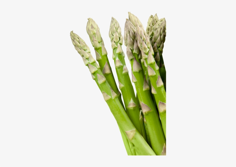 Botanical Name Of Asparagus, transparent png download