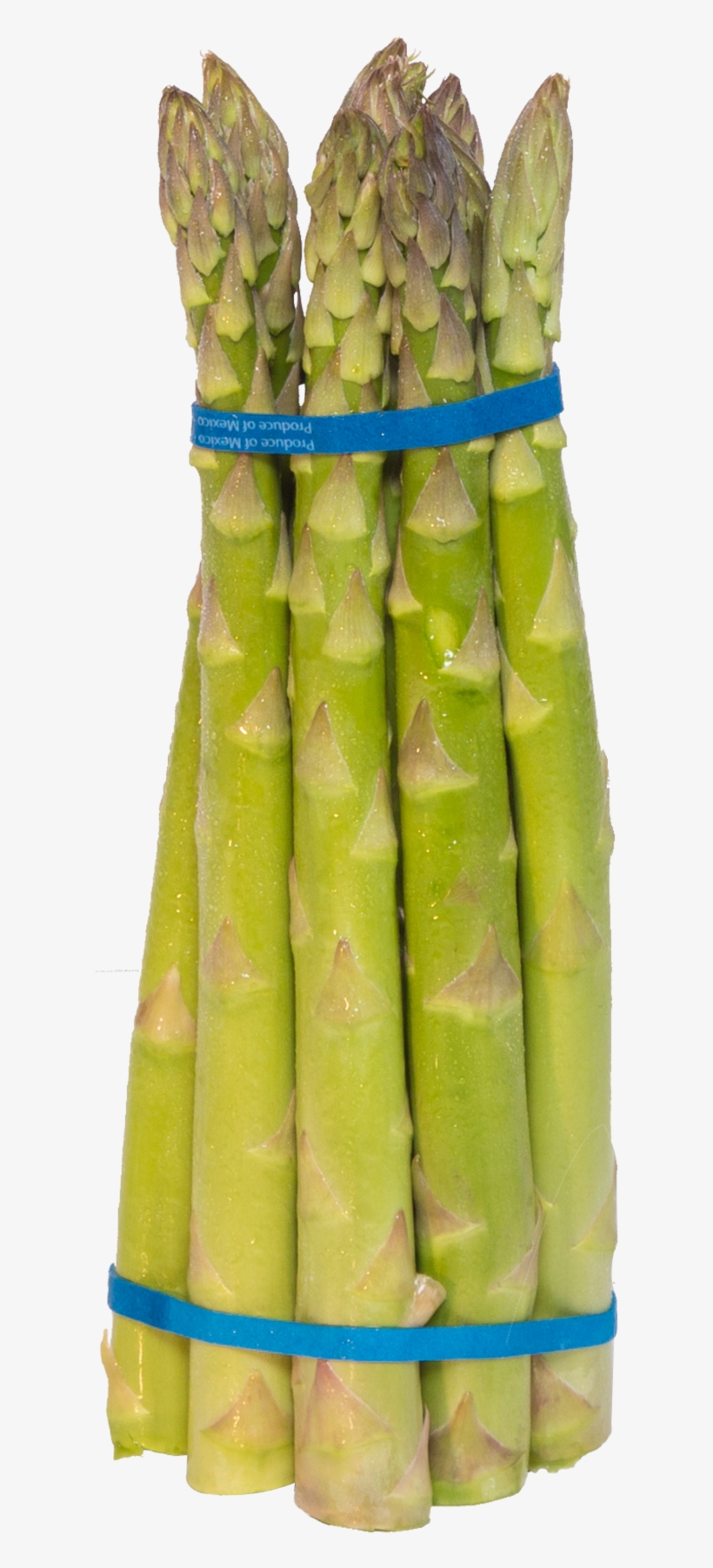 11lb Sml - Bamboo, transparent png download