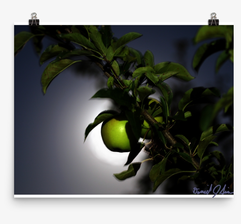 Lime, transparent png download