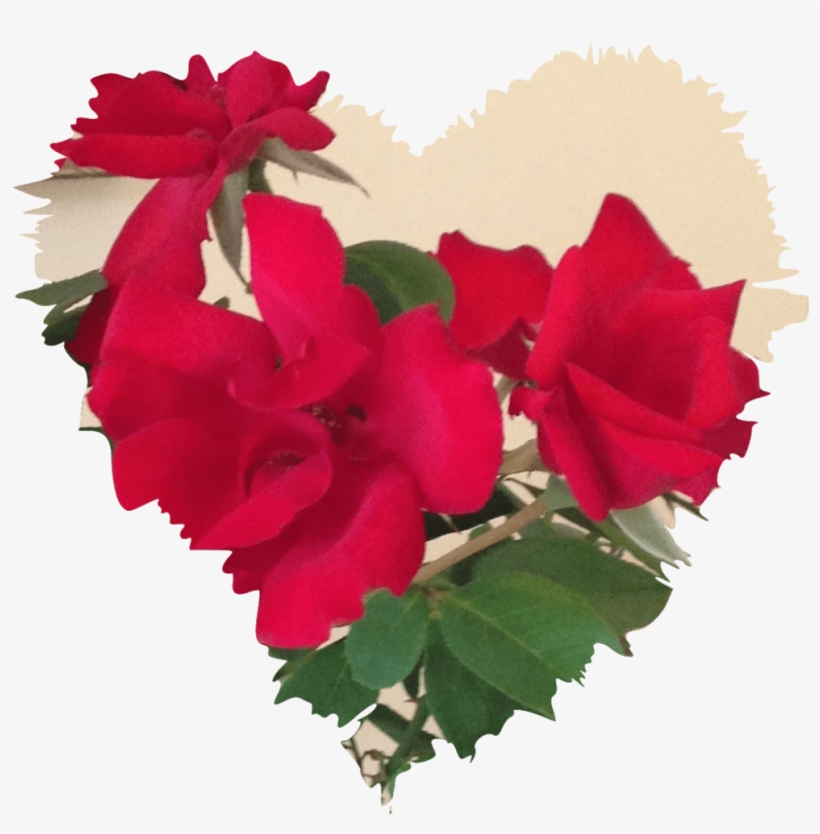 Mabsud Roses For Hodan - Garden Roses, transparent png download