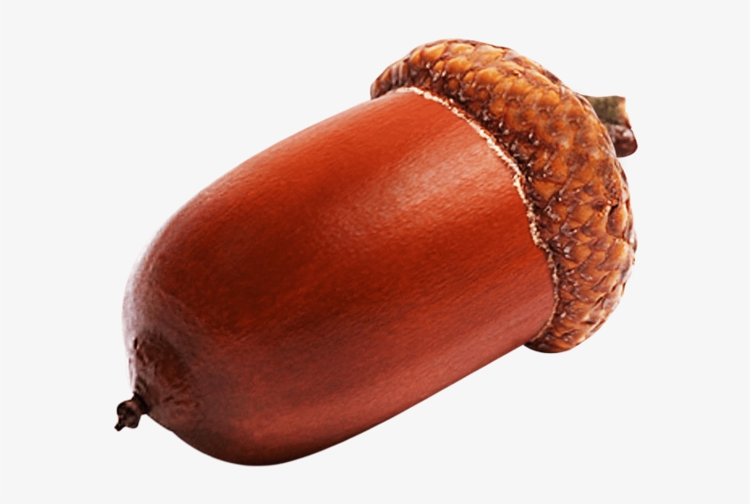 Free Png Acorn Png Images Transparent - Acorn Image In Hd, transparent png download