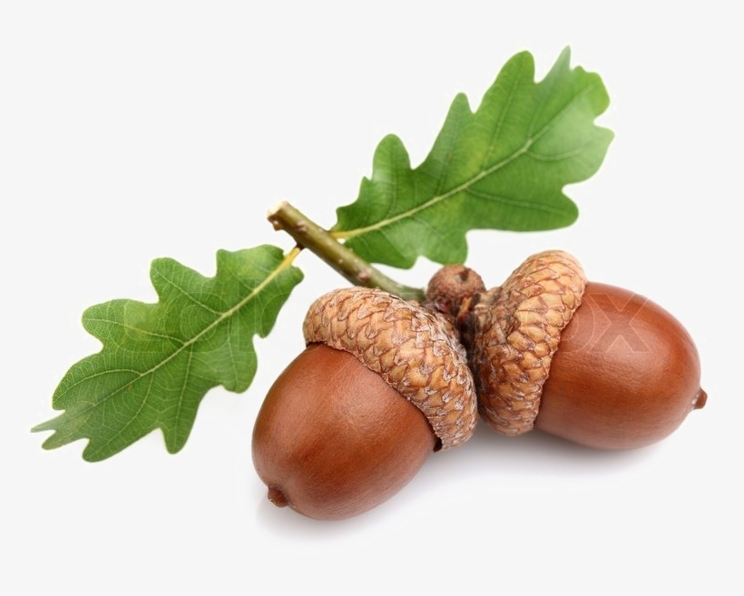 Acorn Free Png Image - Oak Acorn, transparent png download