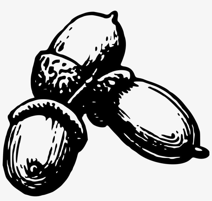 This Free Icons Png Design Of Acorn 4, transparent png download