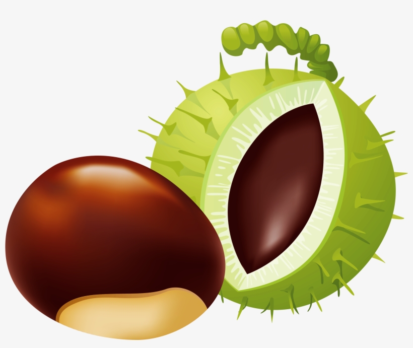 Acorn Clipart Chestnut Frames Illustrations Hd Images - Chestnut Clipart Png, transparent png download
