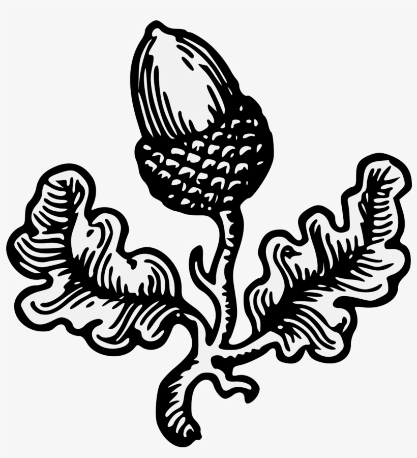 Acorn Slipped & Leaved - Acorn Clip Art, transparent png download