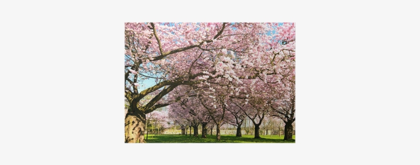 Abundance Of Japanese Cherry Blossoms Poster • Pixers® - Cherry Blossom, transparent png download
