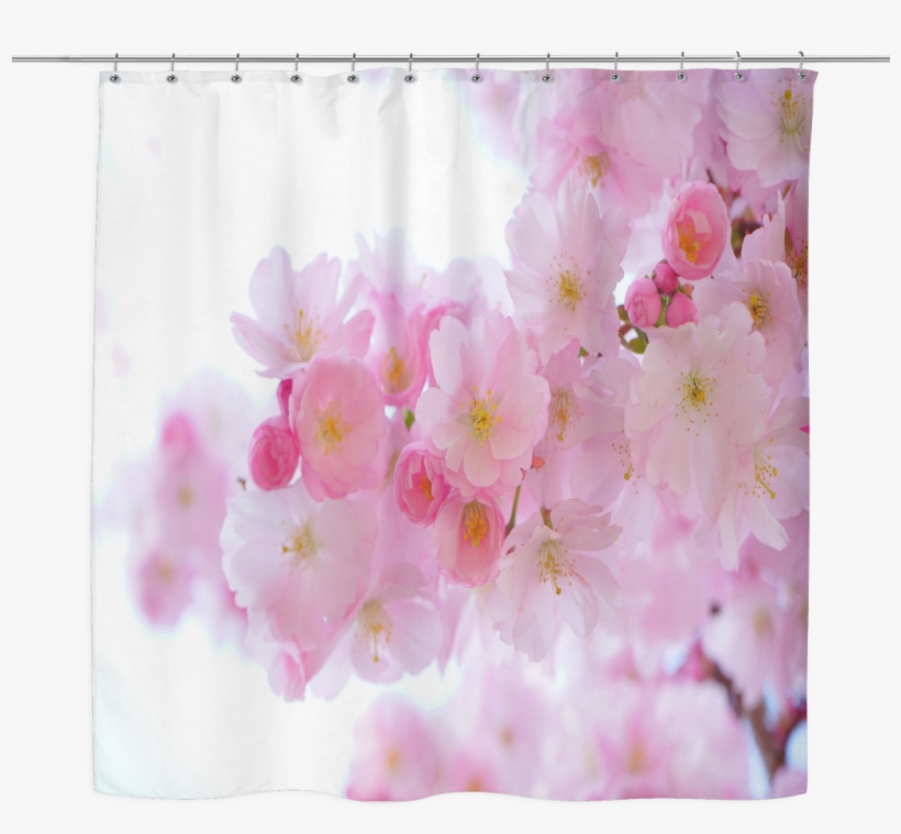 Japanese Cherry Trees Shower Curtain - Cherry Tree Blossom Canvas Print - Small By Haroulita, transparent png download