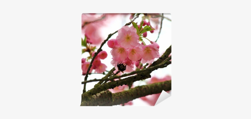 Cherry Blossom, transparent png download