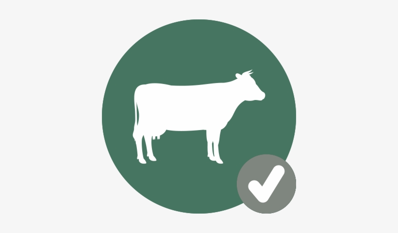 Cow Icon Check - Dairy Cow, transparent png download