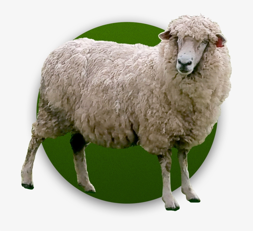 Pasture Raised - Castel Del Monte, transparent png download