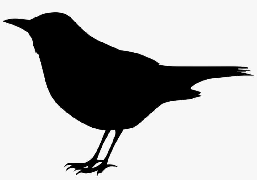 Blackbirdbackground - Clip Art Black Bird, transparent png download