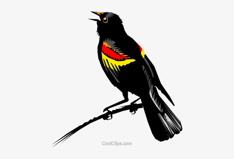 Redwing Blackbird Royalty Free Vector Clip Art Illustration - Red Winged Blackbird No Background, transparent png download