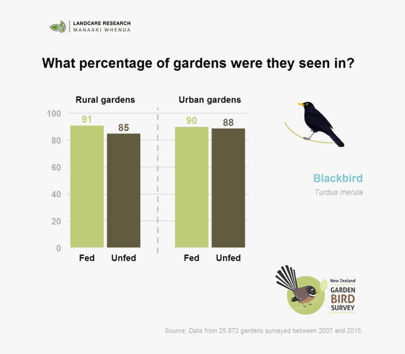 Blackbirds Are Found In About 90% Of Gardens, Irrespective - Songbird, transparent png download