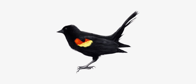 Created With Raphaël - Red Winged Blackbird Drawing, transparent png download