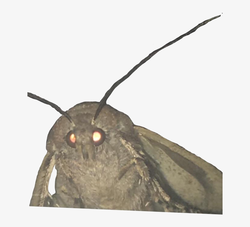 Now Go Forth And Chase Those Sweet Internet Points - Bröther Lamp Moth, transparent png download
