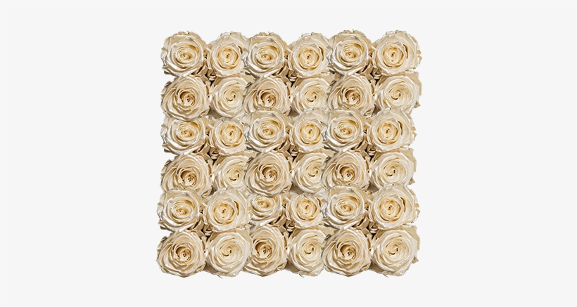 A - Garden Roses, transparent png download