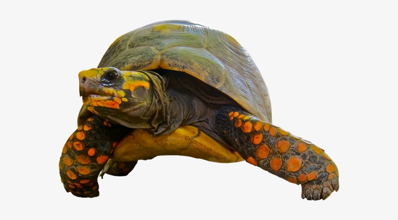 Turtle With No Background, transparent png download