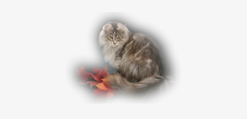 Pretty-kitty - Sako, transparent png download