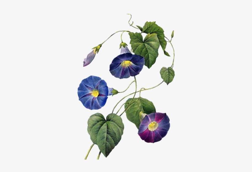 Tubes De Kore - Art Print: Redoute Ipomaea Quamoclit By Pierre-joseph, transparent png download