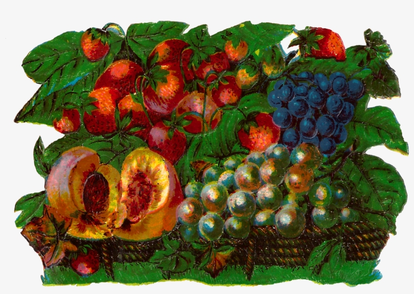 Antique Images Vintage Fruit Basket Botanical Artwork - Clip Art, transparent png download