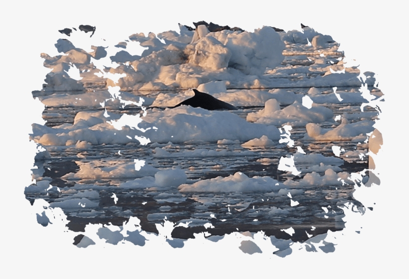 Pictures By Aladdin - Snow, transparent png download