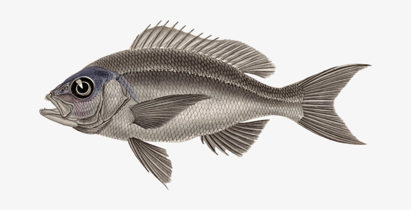 Tilapia Fauna Perch Fish - Perch, transparent png download