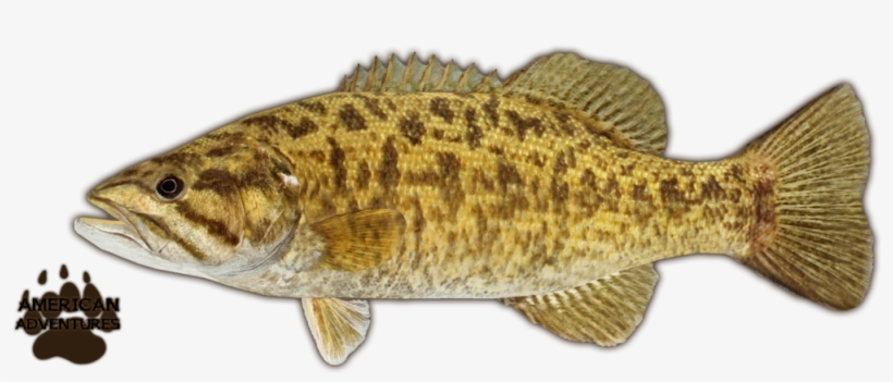 Smallmouth Bass - Zoo Tycoon, transparent png download