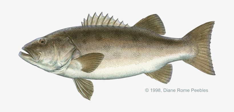 Sea Bass California, transparent png download
