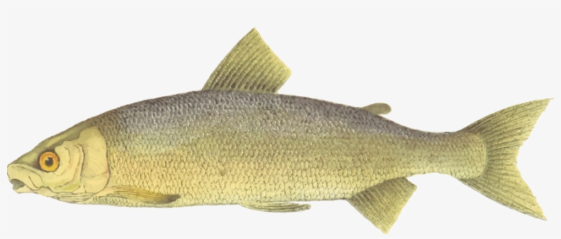 Lake Whitefish Brown Trout Fishing - Whitefish Clipart, transparent png download